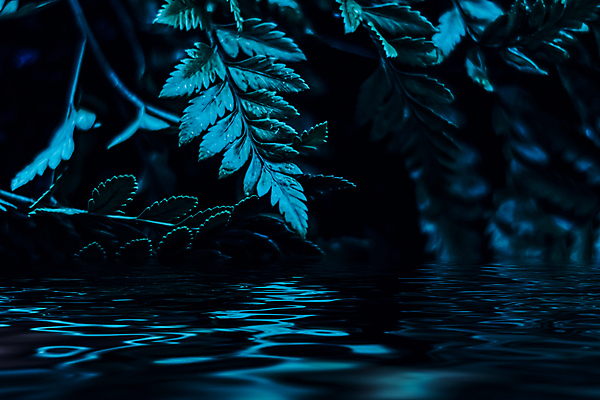 포토 JPG 해외이미지 호수 물결 백그라운드 잎 자연 사람없음 남색 해외포토 식물 컬러 생태계 파일형식 이미지허브