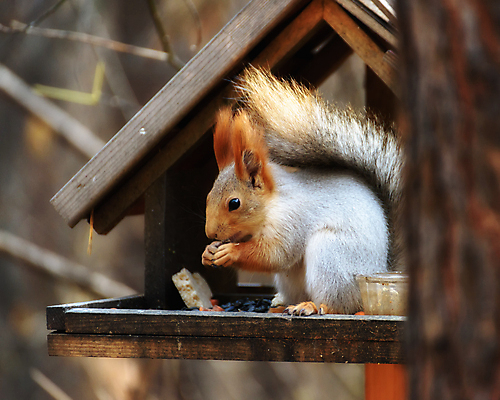 포토 JPG 해외이미지 나무 동물 공원 야생동물 음식 포유류 자연 털 사람없음 야외 목재 빨간색 갈색 견과류 나뭇가지 설치류 숲 작음 모피 먹기 꼬리 다람쥐 솜털 해외포토 식물 공공시설 컬러 재료 모션 크기 생태계 파일형식 이미지허브
