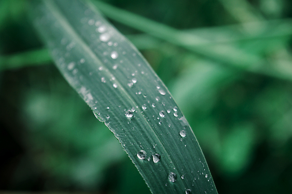 포토 JPG 해외이미지 식물 라이프스타일 계절 꽃 백그라운드 단풍 잎 겨울 자연 아침 날씨 추상 사람없음 아웃포커스 가로 물 여름 빛 컬러풀 햇빛 뷰티 환경 거품 젖음 성장 신선 액체 떨어짐 이슬 빗방울 사회이슈 순수 환경보전 유기농 해외포토 주간 자연요소 웰빙 컬러 컨셉 무늬 촬영기법 생활 태양 비_날씨 생태계 파일형식 이미지허브