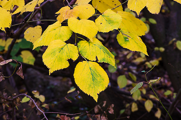 포토 JPG 해외이미지 나무 식물 계절 공원 백그라운드 단풍 잎 패턴 오렌지 자연 사람없음 야외 목재 초록색 빛 컬러풀 뷰티 갈색 노란색 환경 활발 나뭇가지 황금 숲 장면 내추럴 세르비아 해외포토 공공시설 컬러 컨셉 무늬 과일 재료 생태계 파일형식 이미지허브