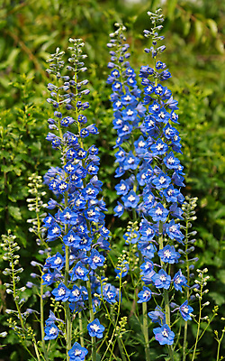 포토 JPG 해외이미지 식물 계절 꽃잎 꽃 잎 꽃무늬 자연 사람없음 야외 환경 정원 성장 벚꽃 신선 개화 닫기 관목 생태계 원예 화단 내추럴 영원 해외포토 나무 무늬 모션 취미 파일형식 이미지허브