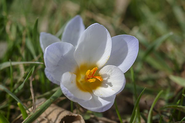 포토 JPG 해외이미지 식물 계절 꽃잎 꽃 분홍색 백그라운드 겨울 꽃무늬 봄꽃 자연 부활절 사람없음 야외 초록색 파란색 컬러풀 뷰티 노란색 정원 맑음 보라색 봄 성장 벚꽃 인사 개화 4월 다발 제비꽃 엽서 라일락 내추럴 사프란 헌병 해외포토 기념일 컬러 무늬 날씨 군인 예절 날짜 편지 향신료 생태계 파일형식 이미지허브