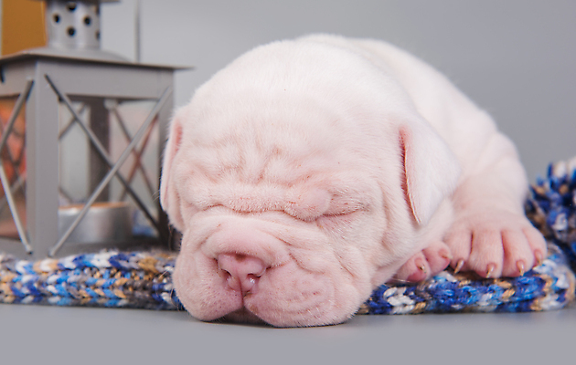 포토 JPG 해외이미지 새끼 실내 앉기 사람없음 반려동물 램프 잠 개 강아지 불독 해외포토 동물 포유류 모션 조명 내부 파일형식 이미지허브