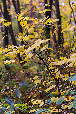 포토 JPG 해외이미지 나무 식물 계절 공원 백그라운드 단풍 잎 패턴 오렌지 자연 풍경 사람없음 야외 목재 초록색 빛 컬러풀 뷰티 갈색 노란색 환경 활발 가을 나뭇가지 황금 숲 장면 내추럴 세르비아 해외포토 공공시설 컬러 컨셉 무늬 과일 재료 생태계 파일형식 이미지허브