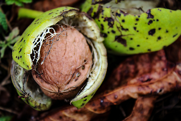포토 JPG 해외이미지 나무 계절 음식 잎 농업 과일 재료 자연 건조 씨앗 사람없음 초록색 여름 갈색 정원 모임 견과류 수확 성장 껍질 가을 시골 신선 오픈 언덕 유기농 날것 호두 국산 내추럴 땅바닥 숙성 세련 해외포토 식물 웰빙 산업 컬러 바닥 생태계 파일형식 이미지허브