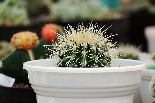 포토 JPG 해외이미지 식물 모델 디자인 꽃 화초 백그라운드 잎 꽃무늬 자연 선인장 주택 실내 종류 사람없음 내부 장식 초록색 뷰티 정원 방 사막 성장 흰색 가시 그룹 닫기 떨어짐 냄비 이슬 작음 오브젝트 날카로움 스파이크 미니 심기 해외포토 컬러 컨셉 무늬 모션 건물 솥 크기 생태계 파일형식 이미지허브