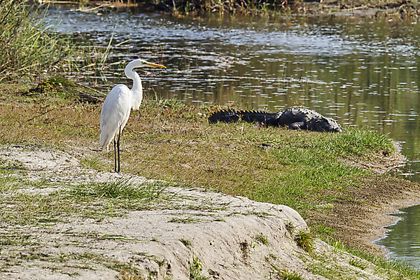 포토 JPG 해외이미지 동물 아시아 야생동물 날개 자연 조류 국립공원 사람없음 초록색 환경 다양 보호 습지 숲 깃털 생태계 생물학 부리 네팔 서식지 동물상 무료 보호구역 생태학 해외포토 공원 교육 나라 컬러 다수 컨셉 조형물 구역 파일형식 이미지허브