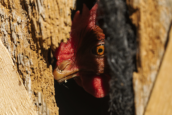 포토 JPG 해외이미지 동물 응시 농업 조류 생물 그림자 사람없음 목재 빨간색 빛 태양 농장 노란색 문 치킨 자유 가을 시골 잡기 스페인 작음 빌라 깃털 부리 지역 타운 올가미 아라곤 수탉 깨짐 암탉 해외포토 자연요소 나무 시선 계절 유럽 산업 컬러 컨셉 재료 모션 주택 도시 닭 크기 암컷 수컷 닭고기요리 파일형식 이미지허브