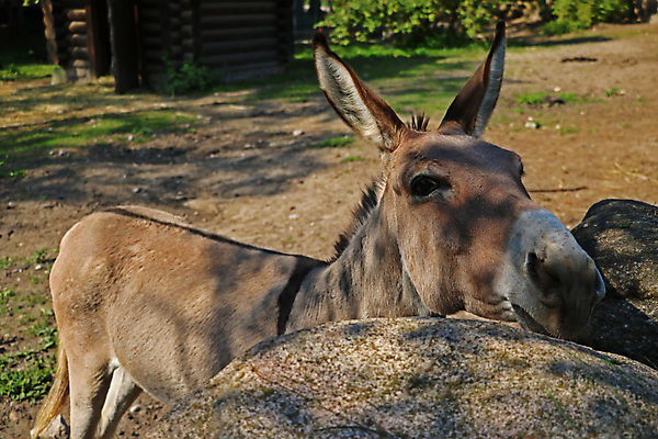 포토 JPG 해외이미지 동물 응시 행복 얼굴 야생동물 벽 백그라운드 농업 포유류 자연 동물원 미소 사람없음 초록색 여름 농장 갈색 머리 회색 바위 시골 닫기 당나귀 밭일 벨로루시 해외포토 시선 계절 감정 산업 컬러 모션 표정 신체부위 돌_바위 말_동물 생태계 파일형식 이미지허브