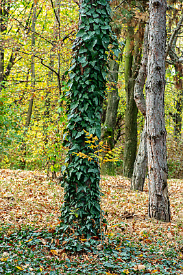포토 JPG 해외이미지 나무 식물 계절 공원 백그라운드 단풍 잎 패턴 오렌지 자연 풍경 사람없음 야외 목재 초록색 빛 컬러풀 뷰티 갈색 노란색 환경 활발 가을 나뭇가지 황금 숲 장면 내추럴 세르비아 해외포토 공공시설 컬러 컨셉 무늬 과일 재료 생태계 파일형식 이미지허브