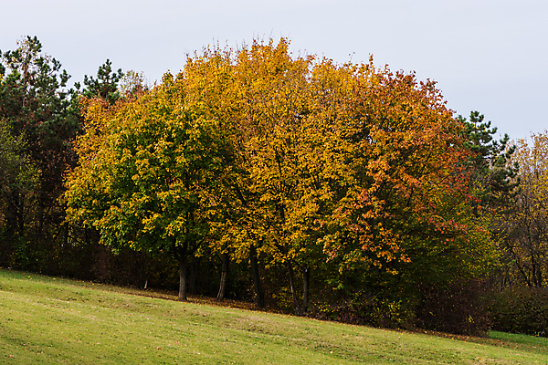 포토 JPG 해외이미지 나무 식물 계절 공원 백그라운드 단풍 잎 패턴 오렌지 자연 사람없음 야외 목재 초록색 빛 컬러풀 뷰티 갈색 노란색 환경 활발 나뭇가지 황금 숲 장면 내추럴 세르비아 해외포토 공공시설 컬러 컨셉 무늬 과일 재료 생태계 파일형식 이미지허브