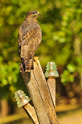 포토 JPG 해외이미지 동물 유럽 야생동물 날개 자연 조류 사람없음 초록색 환경 다양 스페인 보호 숲 깃털 생태계 생물학 부리 독수리 육식동물 서식지 동물상 무료 보호구역 생태학 해외포토 교육 나라 컬러 다수 컨셉 조형물 구역 파일형식 이미지허브