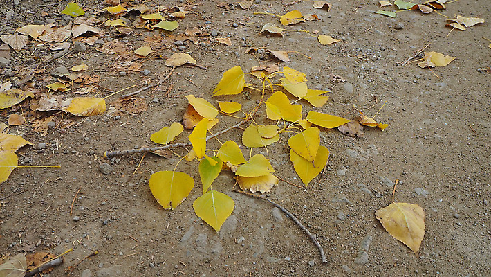 포토 JPG 해외이미지 식물 디자인 계절 도로 백그라운드 잎 자연 날씨 사람없음 목재 태양 노란색 변화 떨어짐 숲 9월 10월 내추럴 해외포토 자연요소 나무 길 컬러 컨셉 재료 교통시설 날짜 생태계 파일형식 이미지허브