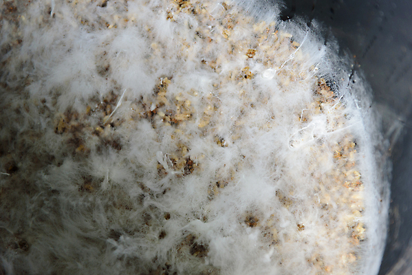 포토 JPG 해외이미지 패턴 절지류 사람없음 머리빗 터널 둥지 질감 생물학 뼈대 곰팡이 해외포토 동물 교육 길 무늬 미용용품 파일형식 이미지허브