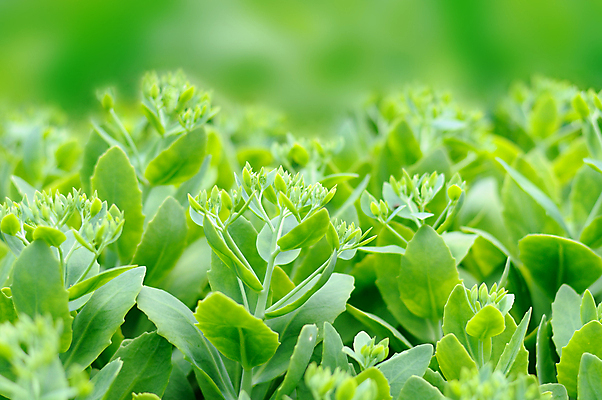 포토 JPG 해외이미지 식물 잎 농업 자연 새로움 사람없음 야외 초록색 여름 환경 봄 활발 성장 작음 모종 카피스페이스 해외포토 계절 산업 컬러 컨셉 공백 크기 생태계 파일형식 이미지허브