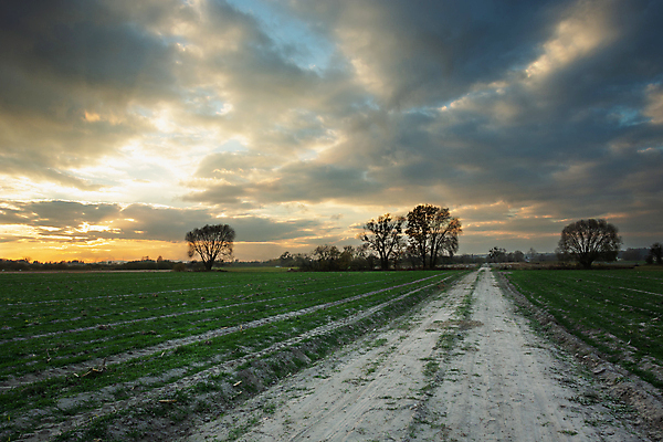 포토 JPG 해외이미지 식물 구름 산업 도로 음식 겨울 밭 농업 자연 하늘 풍경 사람없음 야외 초록색 농작물 햇빛 태양 농장 농경지 일몰 봄 가을 시골 저녁 낟알 땅 시리얼 밀 밭일 줄서기 수평선 해외포토 자연요소 계절 길 컬러 교통시설 모션 곡류 노을 야간 생태계 파일형식 이미지허브