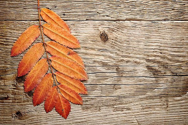 포토 JPG 해외이미지 식물 계절 백그라운드 잎 자연 날씨 사람없음 목재 가로 빨간색 활발 가을 나뭇가지 거친 널 9월 11월 질감 스크래치 10월 내추럴 강렬 옛날 카피스페이스 해외포토 나무 컬러 컨셉 재료 공백 날짜 생태계 파일형식 이미지허브