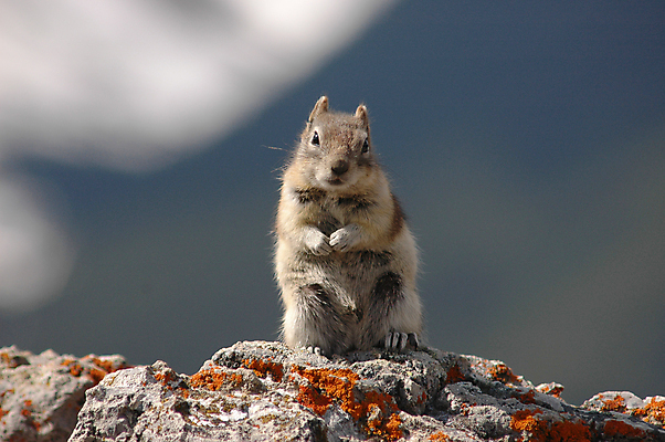 포토 JPG 해외이미지 동물 응시 공원 야생동물 포유류 자연 털 서기 사람없음 야외 빨간색 반려동물 갈색 환경 줄무늬 황무지 보호 설치류 숲 작음 모피 호기심 다람쥐 솜털 서식지 내추럴 경보 해외포토 시선 공공시설 감정 컬러 컨셉 무늬 모션 크기 생태계 파일형식 이미지허브