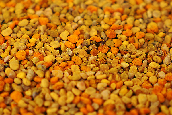 포토 JPG 해외이미지 식물 계절 꽃 곤충 백그라운드 잎 꽃무늬 자연 사람없음 초록색 여름 뷰티 노란색 정원 봄 벚꽃 신선 닫기 벌 유기농 꽃가루 꿀 내추럴 해외포토 동물 웰빙 컬러 무늬 모션 가루 생태계 파일형식 이미지허브