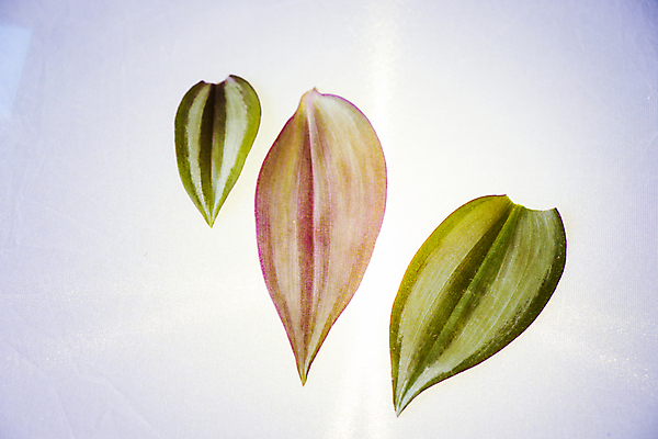 포토 JPG 해외이미지 모양 나무 식물 디자인 계절 줄기 백그라운드 잎 패턴 자연 추상 그림자 사람없음 장식 초록색 여름 빛 컬러풀 뷰티 우주 환경 정원 봄 성장 가을 흰색 신선 묘사 흰배경 유기농 생태계 질감 내추럴 생태학 엘리먼트 스타일 해외포토 웰빙 교육 컬러 무늬 파일형식 이미지허브