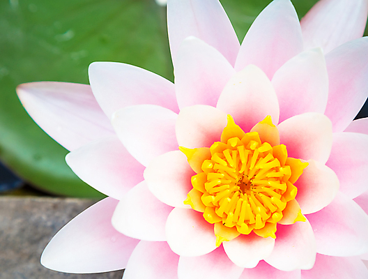 포토 JPG 해외이미지 식물 계절 공원 꽃 호수 선 분홍색 백그라운드 잎 꽃무늬 자연 연꽃 사람없음 야외 초록색 물 여름 빛 햇빛 뷰티 노란색 환경 정원 보라색 침묵 봄 벚꽃 연못 신선 개화 백합 묘사 내추럴 이국적 해외포토 자연요소 공공시설 컬러 무늬 태양 소리 생태계 파일형식 이미지허브