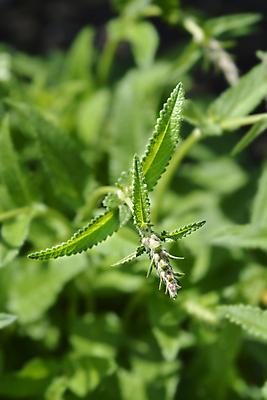 포토 JPG 해외이미지 식물 꽃 잎 자연 사람없음 야외 초록색 정원 보라색 봄 닫기 해외포토 계절 컬러 모션 생태계 파일형식 이미지허브