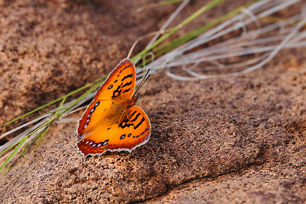 포토 JPG 해외이미지 동물 야생동물 나비 곤충 백그라운드 패턴 날개 오렌지 자연 표면 안테나 종류 사람없음 야외 가로 여름 뷰티 환경 검은색 사진촬영 활발 바위 점 벌레 질감 해적 서식지 내추럴 남아프리카 화강암 해외포토 계절 컬러 컨셉 무늬 과일 통신 아프리카 촬영 암석 돌_바위 도둑 생태계 파일형식 이미지허브