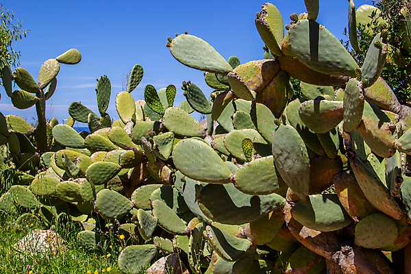 포토 JPG 해외이미지 식물 섬 하늘 휴가 산 선인장 사람없음 물 관광지 태양 맑음 스페인 지중해 암초 화창 해외포토 자연요소 유럽 바다 여행 날씨 파일형식 이미지허브