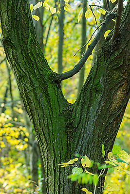 포토 JPG 해외이미지 나무 식물 계절 공원 백그라운드 단풍 잎 패턴 오렌지 자연 사람없음 야외 목재 초록색 빛 컬러풀 뷰티 갈색 노란색 환경 활발 나뭇가지 황금 숲 장면 내추럴 세르비아 해외포토 공공시설 컬러 컨셉 무늬 과일 재료 생태계 파일형식 이미지허브