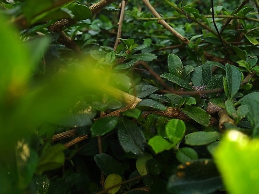 포토 JPG 해외이미지 나무 식물 꽃 음식 잎 농업 자연 사람없음 초록색 정원 봄 나뭇가지 신선 클로버 숲 아이비 내추럴 해외포토 계절 산업 컬러 생태계 파일형식 이미지허브