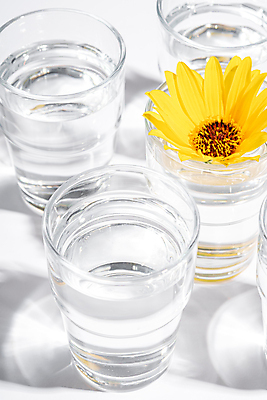 포토 JPG 해외이미지 꽃 잔 그림자 사람없음 물 빛 노란색 투명 흰배경 해외포토 자연요소 식물 식기 컬러 백그라운드 흰색 파일형식 이미지허브