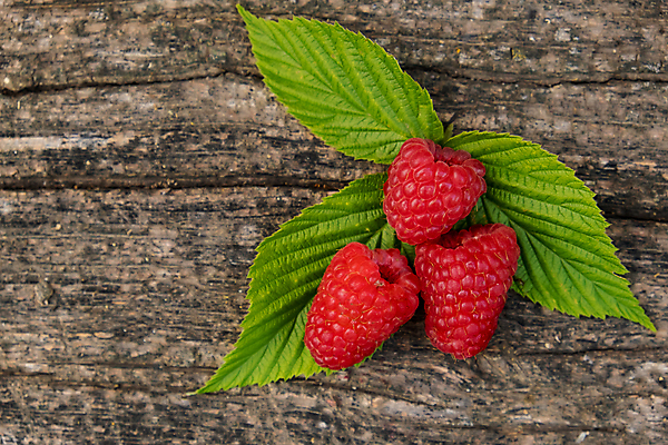 포토 JPG 해외이미지 계절 열매 음식 백그라운드 잎 과일 탁자 디저트 건강 사람없음 목재 빨간색 초록색 우주 수확 시골 신선 그룹 달콤 맛 오브젝트 상쾌 유기농 질감 날것 산딸기 향 내추럴 숙성 해외포토 나무 식물 웰빙 감정 컬러 가구 컨셉 농업 재료 파일형식 이미지허브