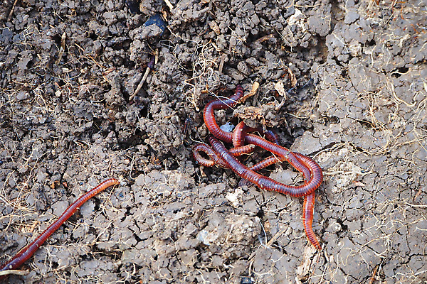 포토 JPG 해외이미지 동물 지구 야생동물 음식 백그라운드 농업 자연 낚시 사람없음 빨간색 상자 농장 쌓기 환경 정원 흙 줄무늬 그룹 닫기 벌레 유기농 생물학 먼지 미끼 내추럴 고립 바이오 생태학 생존 해외포토 웰빙 교육 산업 컬러 곤충 무늬 모션 레저 생태계 파일형식 이미지허브