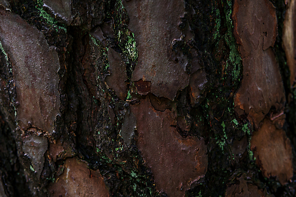 포토 JPG 해외이미지 나무 식물 선 가구 백그라운드 꽃무늬 패턴 자연 표면 프레임 근접촬영 사람없음 목재 갈색 재활용 껍질 소나무 만 거친 숲 장작 묘사 오브젝트 유기농 질감 통나무 뿌리 나무껍질 잡동사니 산소 내추럴 원자재 이국적 절개 파라다이스 디테일 해외포토 웰빙 꽃 뷰포인트 컬러 생활용품 무늬 재료 원소 친환경 생태계 파일형식 이미지허브