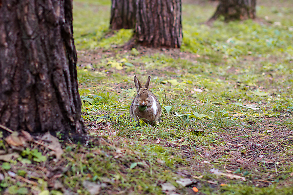 포토 JPG 해외이미지 주간 나무 한마리 낙엽 잔디 사람없음 야외 토끼 잡초 먹기 해외포토 자연요소 식물 1 잎 포유류 모션 반려동물 파일형식 이미지허브