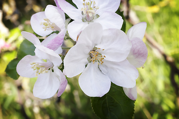 포토 JPG 해외이미지 나무 식물 계절 꽃잎 꽃 분홍색 백그라운드 잎 과일 자연 새로움 사람없음 야외 초록색 컬러풀 뷰티 정원 봄 흰색 나뭇가지 신선 시간 닫기 원예 향기 내추럴 꽃수술 카피스페이스 해외포토 컬러 컨셉 모션 취미 공백 생태계 냄새 파일형식 이미지허브