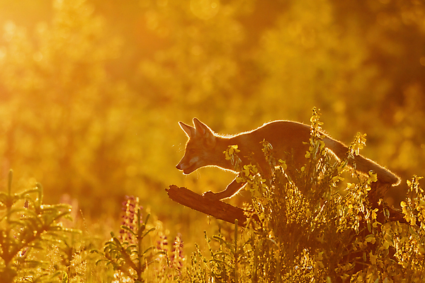 포토 JPG 해외이미지 주간 한마리 야생동물 사람없음 야외 아웃포커스 일몰 승차 여우 해외포토 자연요소 동물 1 포유류 모션 촬영기법 노을 파일형식 이미지허브