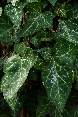 포토 JPG 해외이미지 나무 식물 계절 공원 백그라운드 단풍 잎 패턴 오렌지 자연 풍경 사람없음 야외 목재 초록색 빛 컬러풀 뷰티 갈색 노란색 환경 활발 가을 나뭇가지 황금 숲 장면 내추럴 세르비아 해외포토 공공시설 컬러 컨셉 무늬 과일 재료 생태계 파일형식 이미지허브