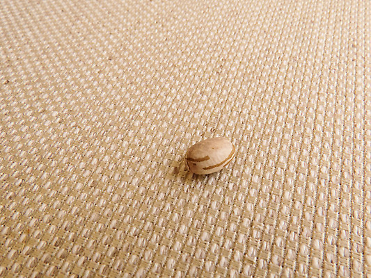 포토 JPG 해외이미지 식물 1 음식 백그라운드 농업 다이어트 채소 재료 자연 콩 건조 건강 요리 씨앗 사람없음 목재 갈색 낟알 유기농 질감 날것 내추럴 고립 단백질 생식 채식주의자 브라질사람 비건 해외포토 나무 웰빙 산업 컬러 곡류 생태계 채식 영양소 파일형식 이미지허브