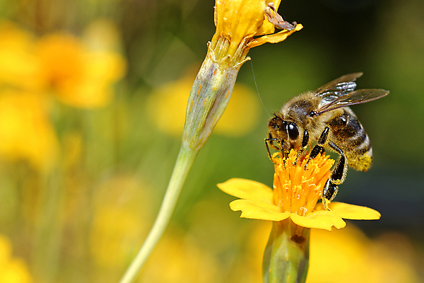포토 JPG 해외이미지 식물 동물 계절 꽃잎 꽃 야생동물 음식 곤충 잎 꽃무늬 밭 날개 자연 사람없음 야외 초록색 여름 파란색 컬러풀 뷰티 노란색 정원 봄 벚꽃 개화 벌레 꿀벌 작음 수분 벌 묘사 꽃가루 꿀 벌집 내추럴 호박벌 해외포토 컬러 무늬 농업 벌_곤충 크기 가루 생태계 파일형식 이미지허브