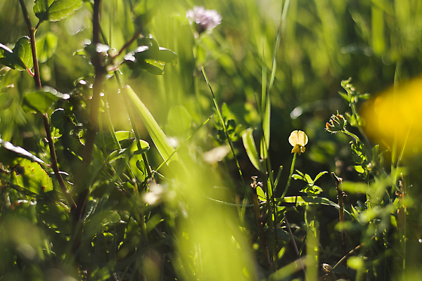 포토 JPG 해외이미지 식물 디자인 계절 공원 백그라운드 잎 패턴 자연 벽지 추상 사람없음 초록색 여름 빛 컬러풀 햇빛 태양 노란색 우주 환경 정원 맑음 봄 활발 신선 소프트포커스 숲 질감 보케 부드러움 내추럴 광 바이오 블러 생태학 해외포토 자연요소 공공시설 교육 컬러 컨셉 무늬 날씨 촬영기법 감각 생태계 파일형식 이미지허브