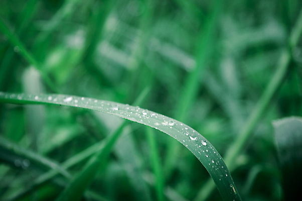 포토 JPG 해외이미지 식물 라이프스타일 계절 꽃 백그라운드 단풍 잎 겨울 자연 아침 날씨 추상 사람없음 아웃포커스 가로 물 여름 빛 컬러풀 햇빛 뷰티 환경 거품 젖음 성장 신선 액체 떨어짐 이슬 빗방울 사회이슈 순수 환경보전 유기농 해외포토 주간 자연요소 웰빙 컬러 컨셉 무늬 촬영기법 생활 태양 비_날씨 생태계 파일형식 이미지허브
