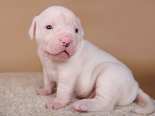 포토 JPG 해외이미지 새끼 실내 앉기 사람없음 반려동물 개 강아지 불독 해외포토 동물 포유류 모션 내부 파일형식 이미지허브