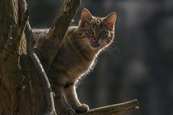 포토 JPG 해외이미지 동물 야생동물 백그라운드 포유류 자연 수염 국립공원 사람없음 야외 반려동물 고양이 줄무늬 분노 황무지 치아 숲 무서움 코 꼬리 사냥 귀 육식동물 사냥꾼 얼룩무늬 멸종 발톱 집게발 해외포토 직업 공원 감정 무늬 발 신체부위 소화기관 생태계 파일형식 이미지허브
