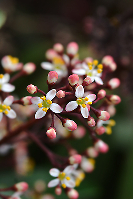 포토 JPG 해외이미지 식물 꽃 분홍색 잎 자연 사람없음 야외 초록색 노란색 정원 닫기 해외포토 컬러 모션 생태계 파일형식 이미지허브