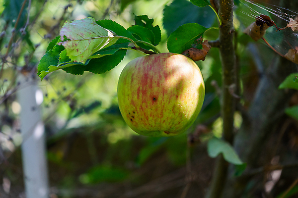 포토 JPG 해외이미지 나무 식물 라이프스타일 계절 산업 음식 백그라운드 잎 밭 농업 과일 비즈니스 자연 건강 풍경 사람없음 야외 빨간색 초록색 여름 농작물 농장 정원 수확 성장 가을 나뭇가지 시골 신선 달콤 사과 농부 과수원 9월 먹기 유기농 내추럴 밭일 숙성 해외포토 직업 웰빙 컬러 모션 생활 날짜 맛 생태계 파일형식 이미지허브