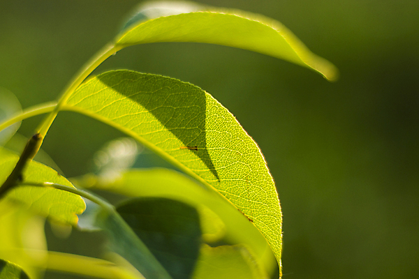 포토 JPG 해외이미지 잎 자연 사람없음 빛 봄 소프트포커스 보케 블러 해외포토 식물 계절 촬영기법 생태계 파일형식 이미지허브