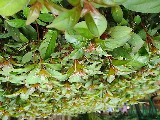 포토 JPG 해외이미지 나무 식물 잎 꽃무늬 자연 사람없음 초록색 컬러풀 정원 신선 내추럴 해외포토 꽃 컬러 무늬 생태계 파일형식 이미지허브