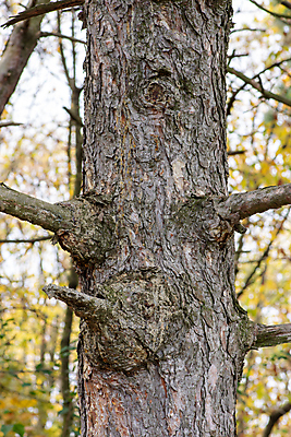 포토 JPG 해외이미지 나무 식물 계절 공원 백그라운드 단풍 잎 패턴 오렌지 자연 풍경 사람없음 야외 목재 초록색 빛 컬러풀 뷰티 갈색 노란색 환경 활발 가을 나뭇가지 황금 숲 장면 내추럴 세르비아 해외포토 공공시설 컬러 컨셉 무늬 과일 재료 생태계 파일형식 이미지허브