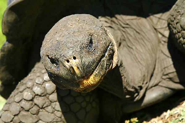 포토 JPG 해외이미지 동물 야생동물 파충류 자연 국립공원 사람없음 초록색 환경 미국 다양 세계문화유산 거북이 보호 생태계 생물학 에콰도르 갈라파고스 서식지 동물상 무료 보호구역 생태학 해외포토 공원 교육 컬러 다수 컨셉 북아메리카 조형물 문화재 남아메리카 구역 파일형식 이미지허브